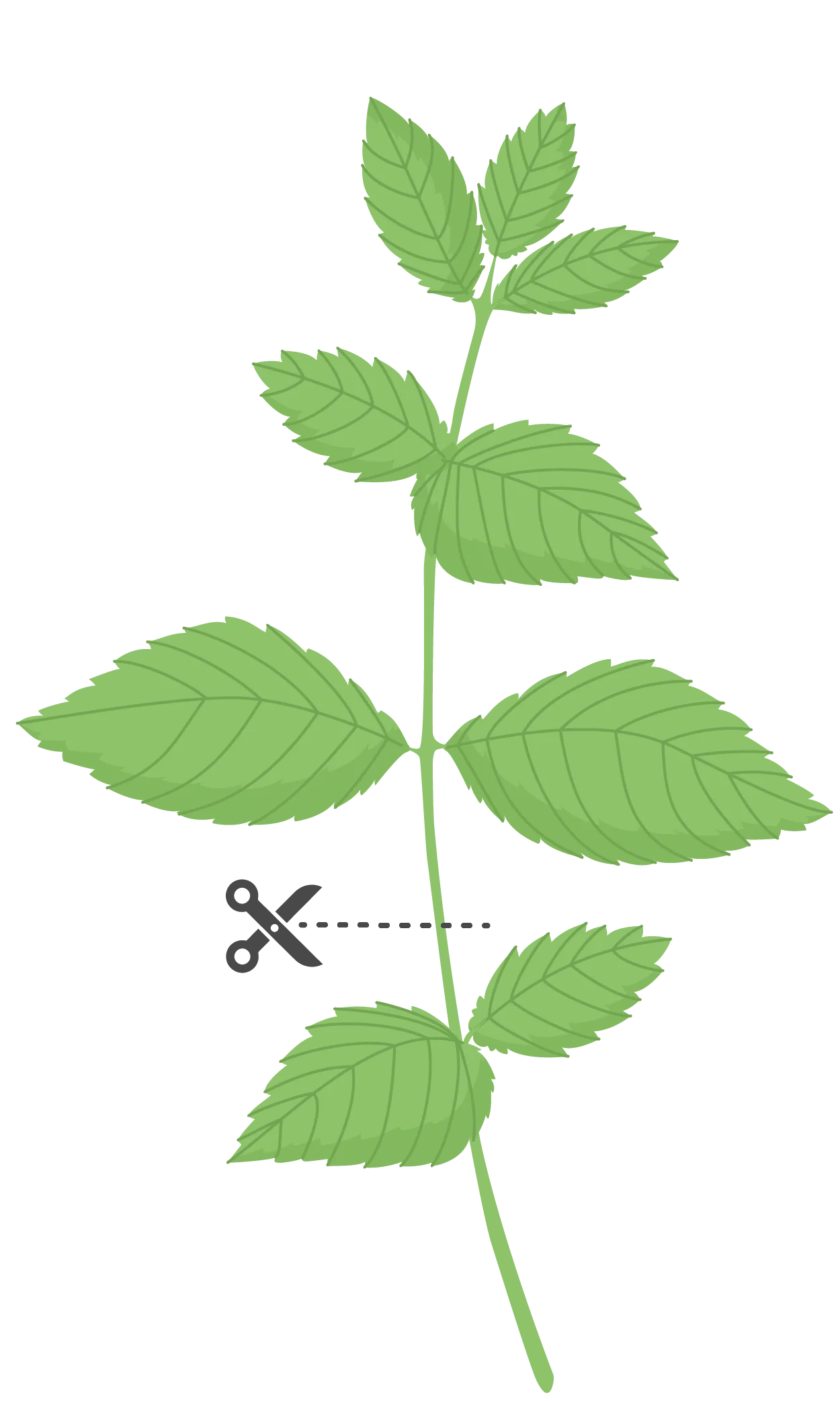 Lingot® Menthe Verte Recharge prête à l'emploi Véritable®